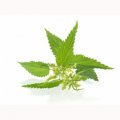 nettle