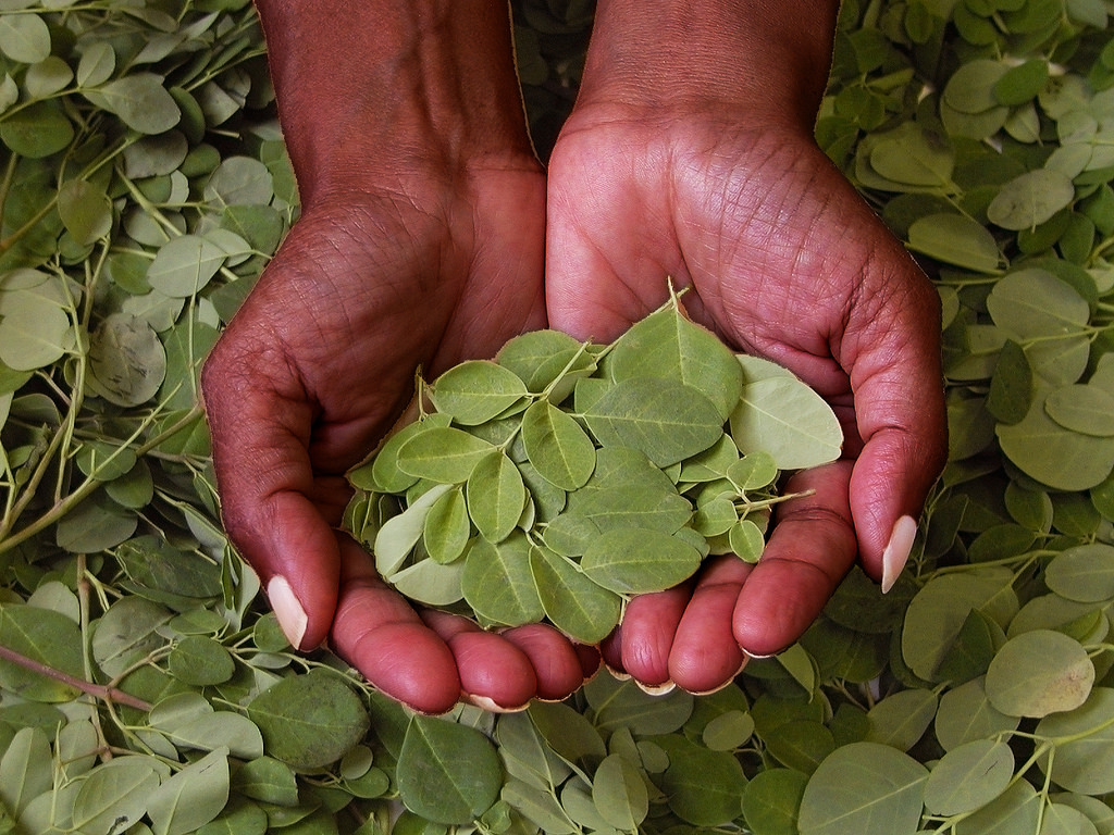 Moringa Leafs